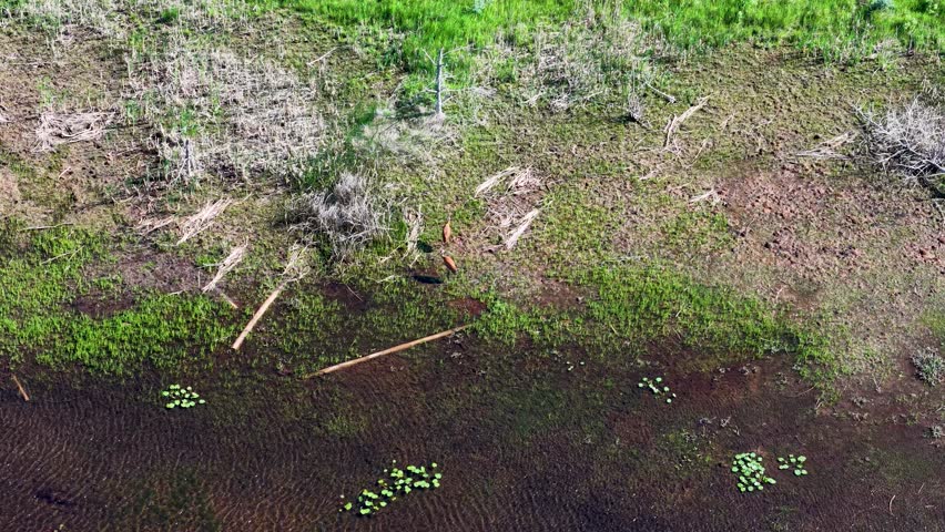 Aerial drone view of sandhill cranes foraging on grassy marshland surrounded by green vegetation in Michigan’s Upper Peninsula.