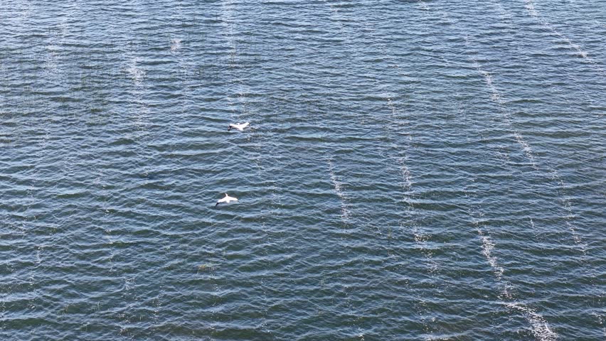 Aerial drone view of two white birds gliding over the deep blue waters of a large lake in Michigan’s Upper Peninsula.