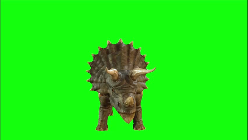 Triceratops Roaring on Green Screen Background