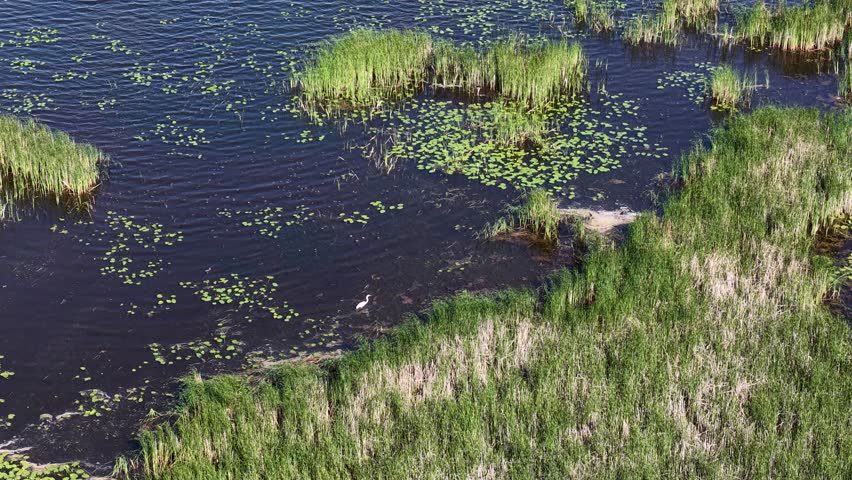 Aerial drone view of a wetland shoreline with aquatic vegetation, lily pads, and grasses along dark freshwater in Michigan’s Upper Peninsula.