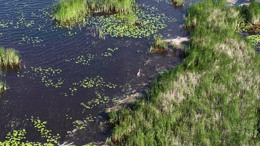 Aerial drone view of a freshwater marsh with lily pads, grasses, and reeds along the shoreline in Michigan’s Upper Peninsula.