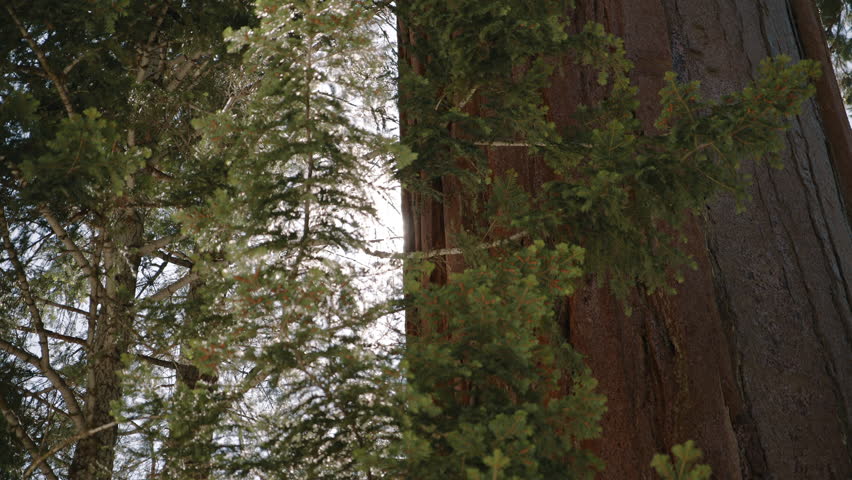 Bright Sun Rays Between Tree Branches