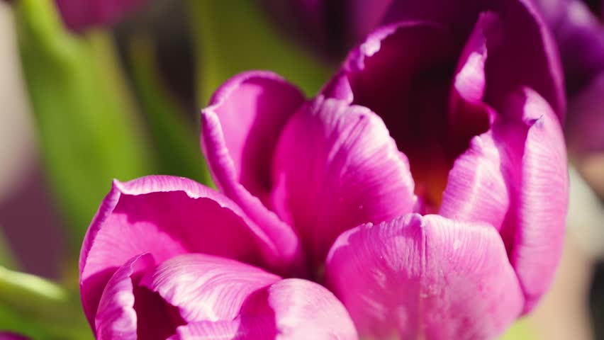 Close-up of purple tulip buds in the sun rays. High quality 4k footage