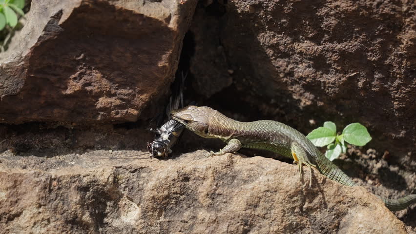 Reptile Hunting Insect on Stone Surface