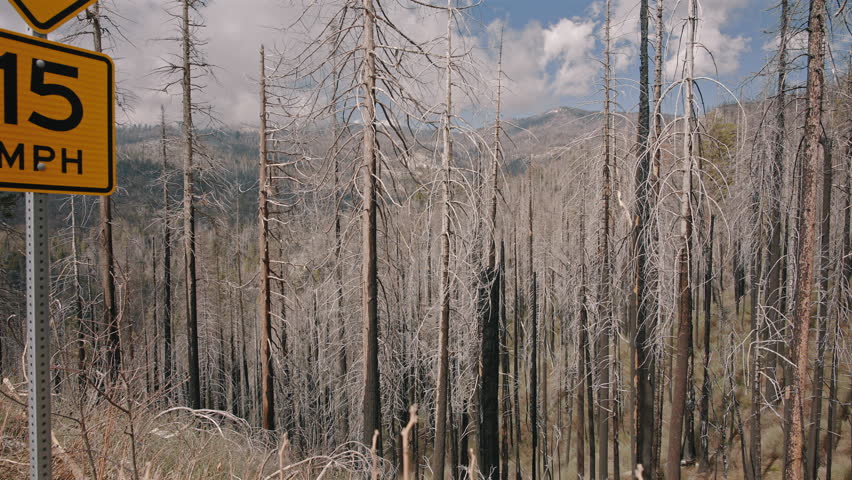 Burnt Mountain Forest with Dead Trees