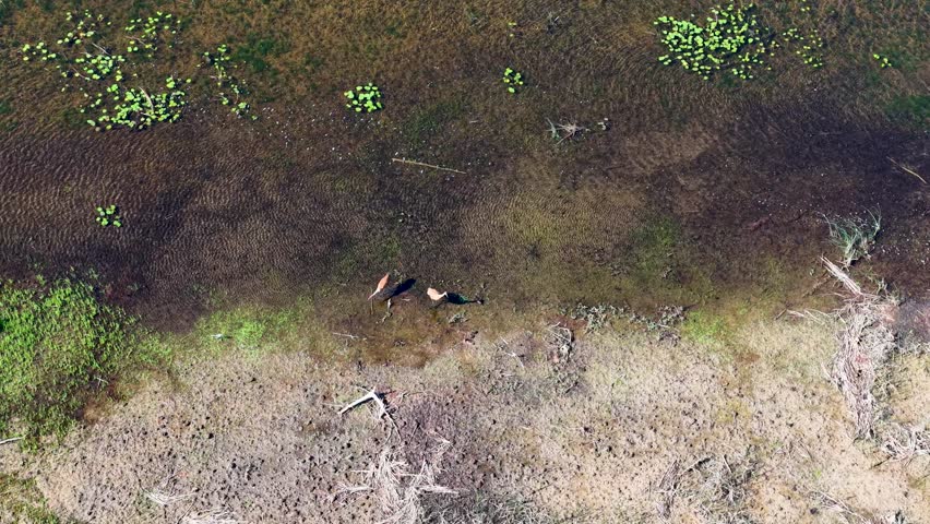 Aerial drone view of two sandhill cranes standing in shallow marsh water surrounded by reeds and vegetation in Michigan’s Upper Peninsula.