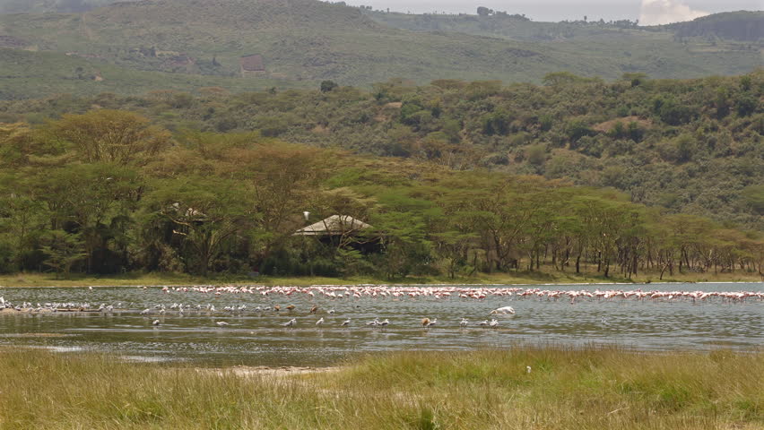 Flock of Flamingos in Lake Nakuru with Forest Background Kenya