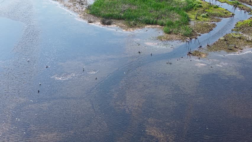 Aerial drone view of sandhill cranes wading and walking through shallow wetlands surrounded by green vegetation in Michigan’s Upper Peninsul