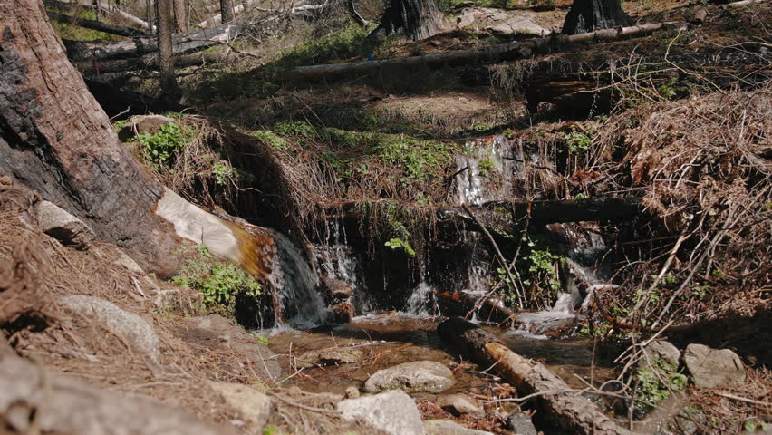 Cascading Stream Among Burnt Trees Yosemite National Park