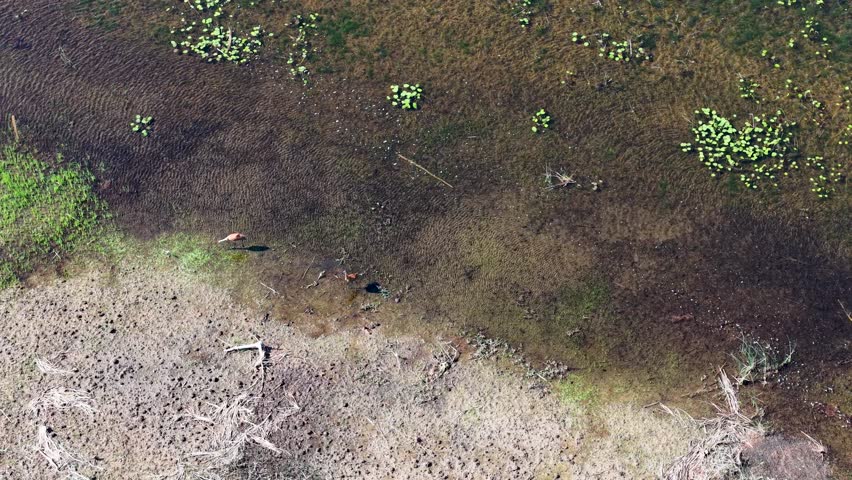 Aerial drone view of sandy shoreline with patches of green vegetation and clear shallow water in Michigan’s Upper Peninsula.