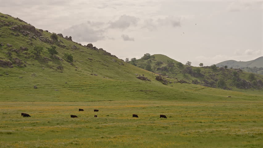 Cattle on Rocky Hills Sierra Nevada California Spring