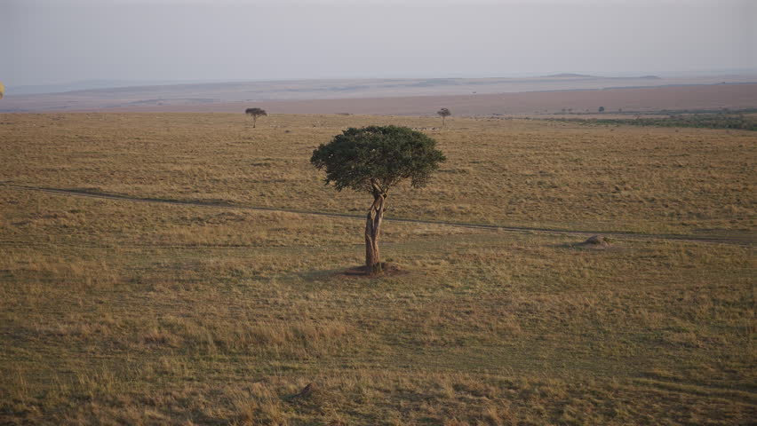 Lone Acacia Tree on African Savannah