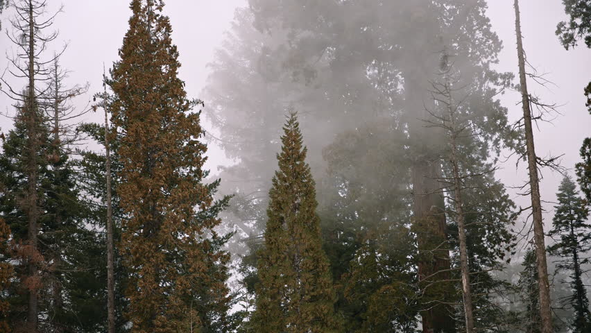 Misty Forest with Tall Sequoia Trees Sequoia National Park California