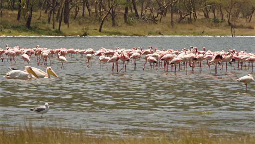 Flamingos and Pelicans in Lake Water