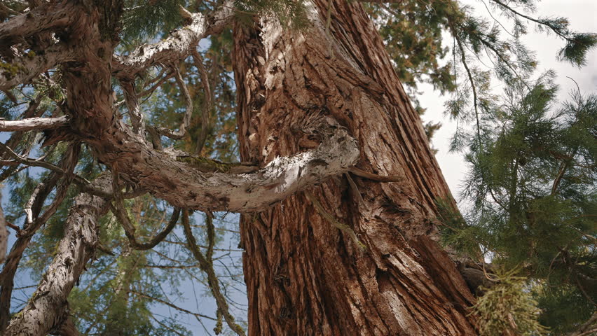 Textured Bark and Twisted Branch of Redwood Tree