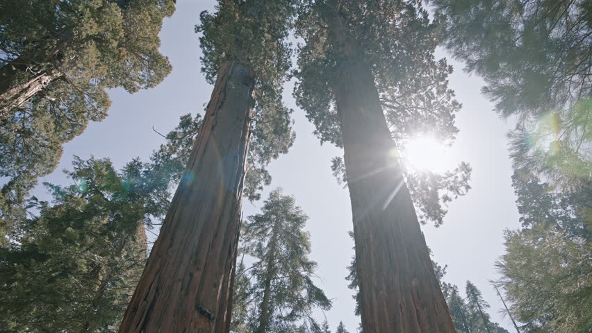 Bright Sun Rays Through Tall Sequoia Trees