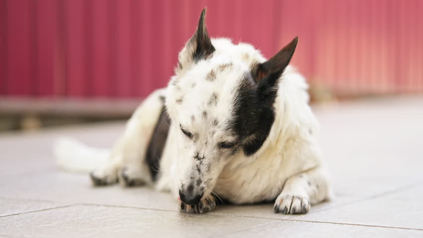 Close up shot of a cute small black and white dog is licking and biting her paw, lying on a tiled floor