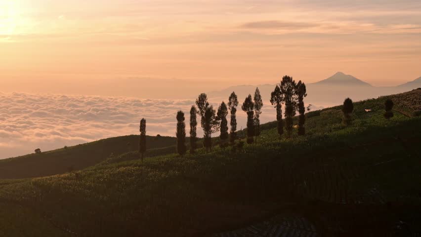 Early morning aerial shot of silhouette trees in the middle green farmland on the ridge with sea of clouds and mountain on the background. Tropical nature landscape, Indonesia.