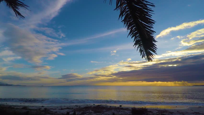 Palm tree by the sea at sunset. Sardinia, Italy