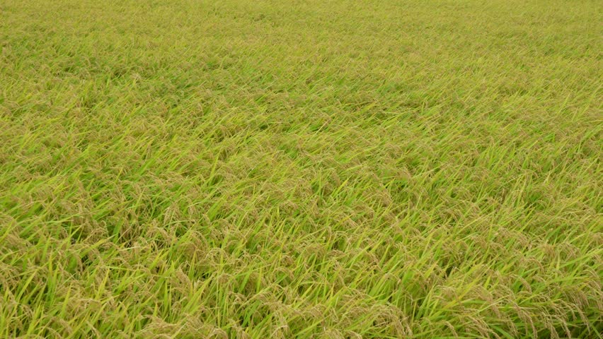 Rural Japan Rice Paddy with Swaying Ears of Grain