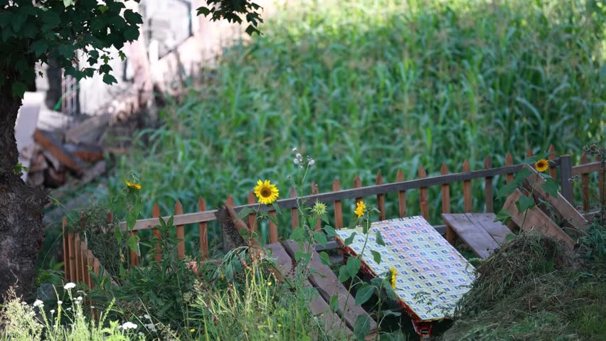 Garden with sunflowers near a wooden fence and cornfield in the background on a sunny day