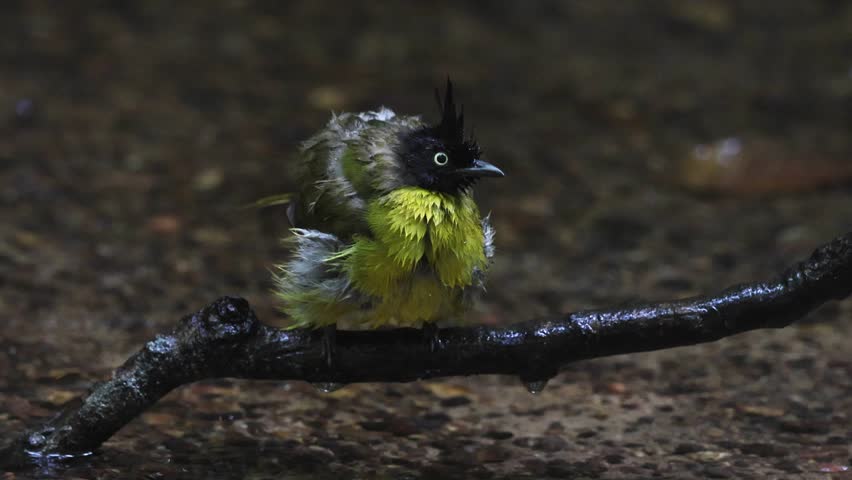 Shallow streams are important for a variety of birds, both for drinking and bathing, in tropical forests.