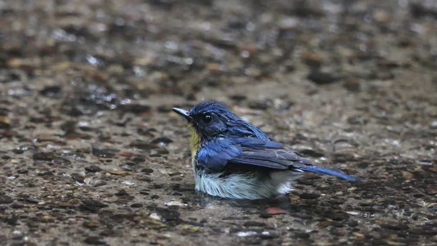Shallow streams are important for a variety of birds, both for drinking and bathing, in tropical forests.