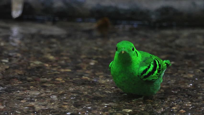 Shallow streams are important for a variety of birds, both for drinking and bathing, in tropical forests.