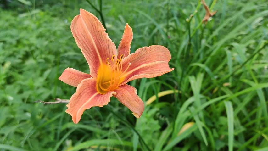 Bright orange lily blooming in summer garden.