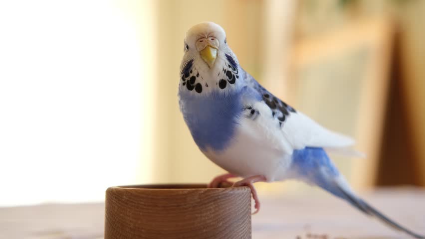 Colorful Budgerigar Feeding Playfully. Vibrant White Blue Budgie Bird is Perched Near a Bunch of Scattered Seeds. Bright Cozy Indoor Setting. Close-up. Funny Pet Parrot. Domestic Animal Parakeet