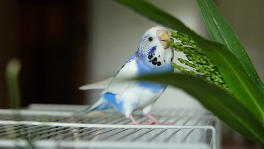 Colorful Budgerigar Feeding Playfully. Vibrant White Blue Budgie Bird is Perched Near a Bunch of Scattered Seeds. Bright Cozy Indoor Setting. Close-up. Funny Pet Parrot. Domestic Animal Parakeet