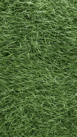 3D animated tall green grass moving softly in the wind. A tranquil, nature scene perfect for nature projects, background visuals, for calming environmental content. Realistic and atmospheric.