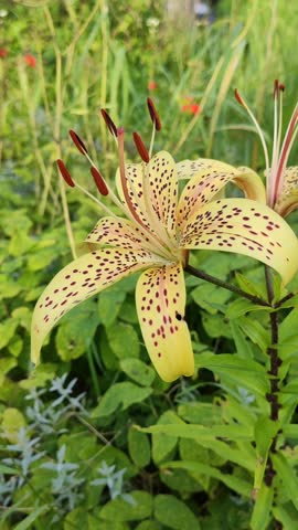 Bright yellow lily blooming in garden sunlight.