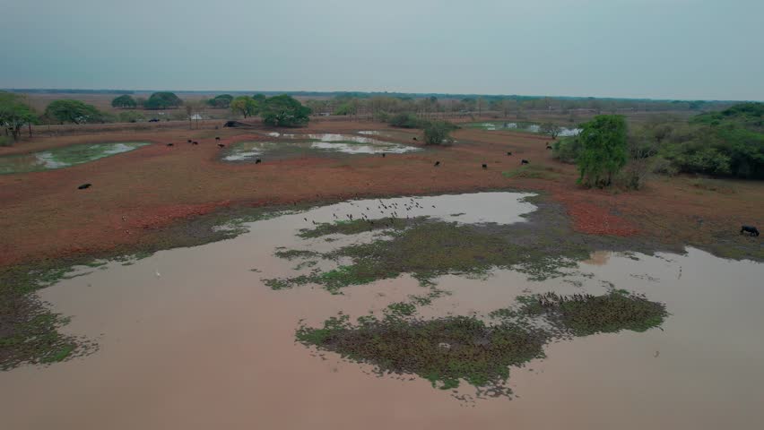 A field with scattered water pools, cattle grazing, and flying white-faced whistling ducks, aerial view