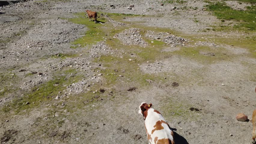 Drone tracking shot footage captures a herd of cows grazing near a tranquil mountain lake in the stunning Austrian Alps. The dry, rocky landscape and clear water reflect the pristine summer (Ultra HD)