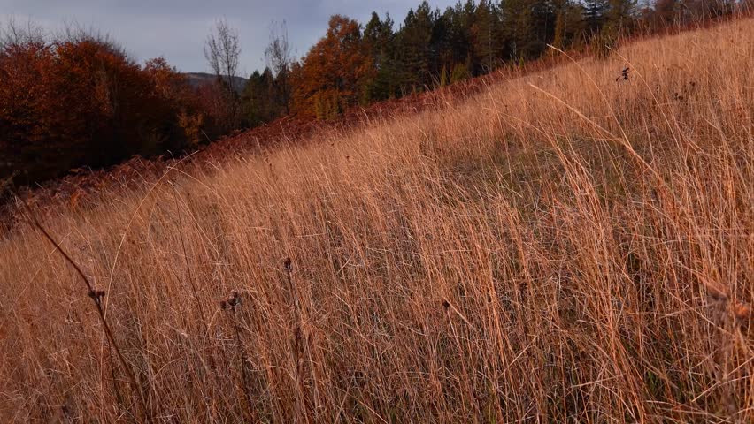 Autumn colored trees and countryside landscape scenery.