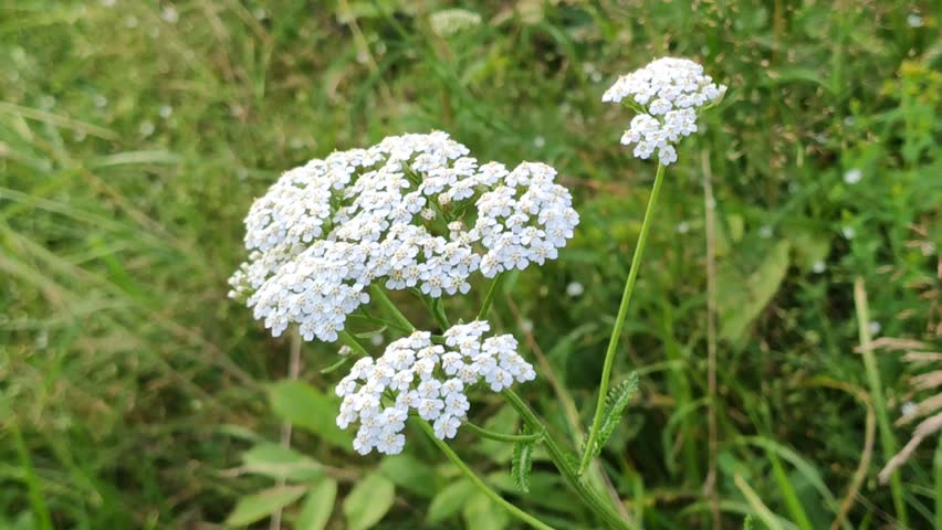 Medicinal yarrow herb with green foliage.