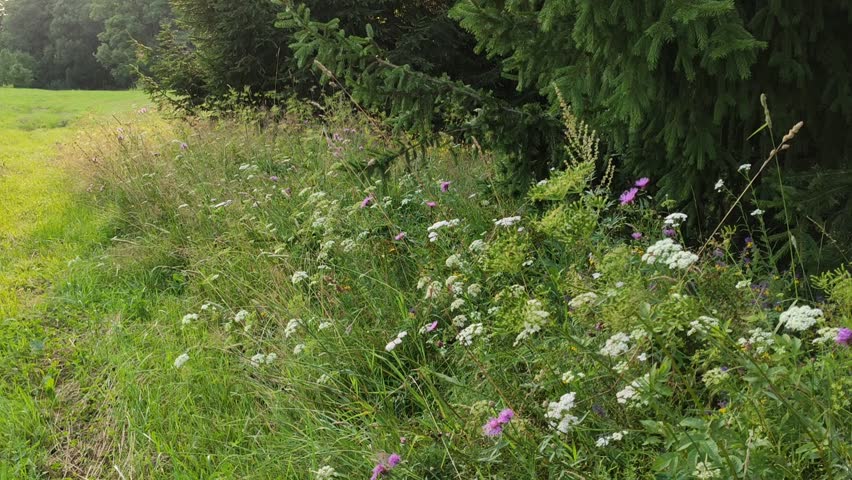 Herbal yarrow growing naturally in grass.