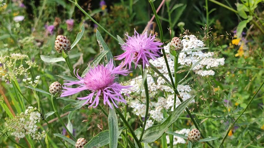 Greater burdock plants with green foliage and blossoms.