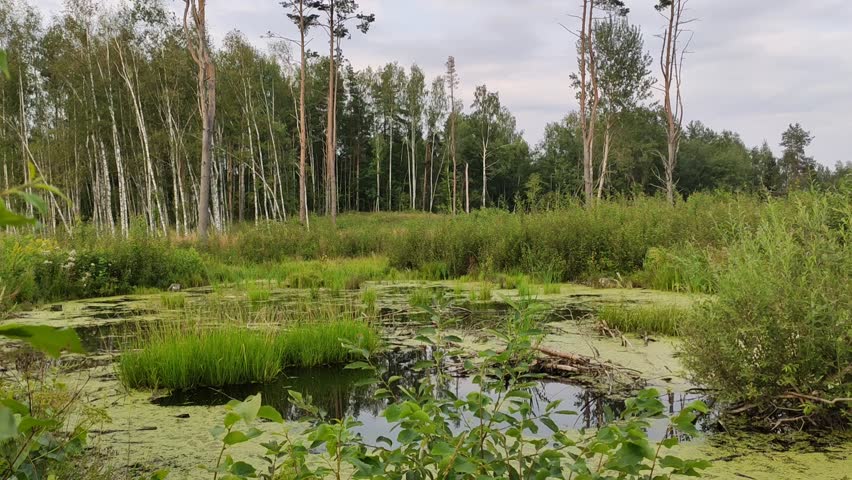 Swamp with still water and tall grasses in summer.