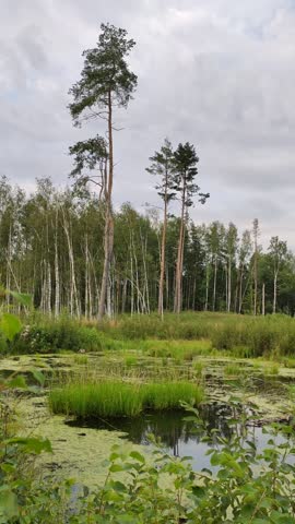 Swamp with still water and tall grasses in summer.