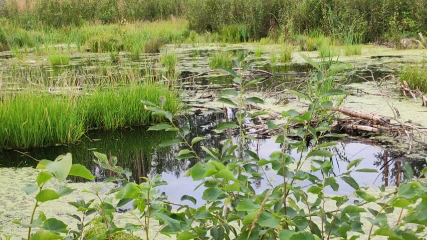 Swamp with still water and tall grasses in summer.