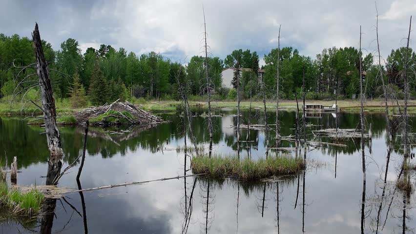 Beaver managing its lodge and dams in the Canadian wilderness