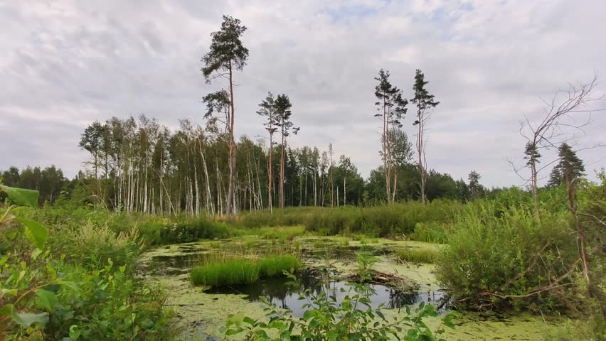 Swamp with still water and tall grasses in summer.
