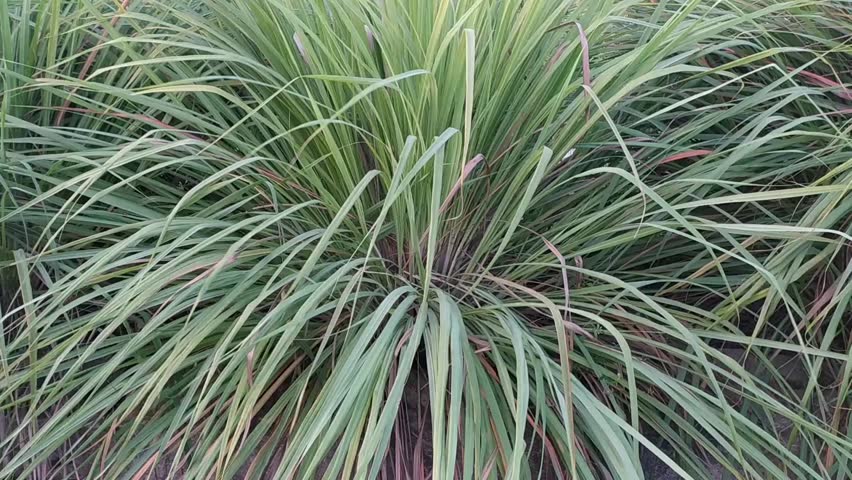 Lemongrass plant with the scientific name Cymbopogon citratus is commonly used as cooking spice and herbal medicine.