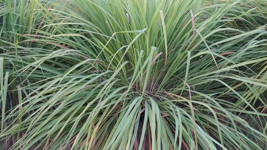 Lemongrass plant with the scientific name Cymbopogon citratus is commonly used as cooking spice and herbal medicine.