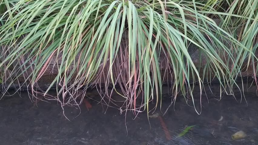 Lemongrass plant with the scientific name Cymbopogon citratus is commonly used as cooking spice and herbal medicine.