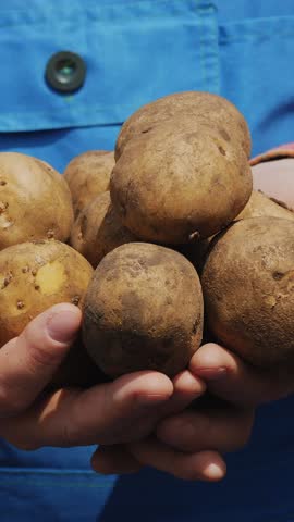 close-up, the farmer holds potato tubers in his hands. Potato harvest or potatoe planting, modern agriculture, farming. Eco farm in the countryside