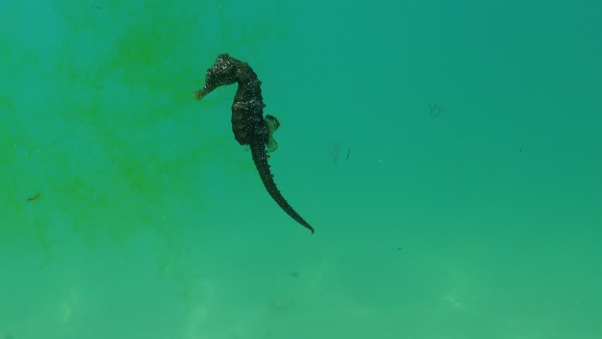 Long-snouted seahorse Hippocampus hippocampus swims in the water column in the Black Sea