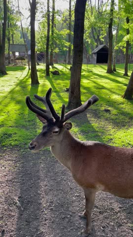 Vertical screen close up of a deer looking directly into the camera for a moment then slowly turning its head away calm forest atmosphere natural light and soft greenery
